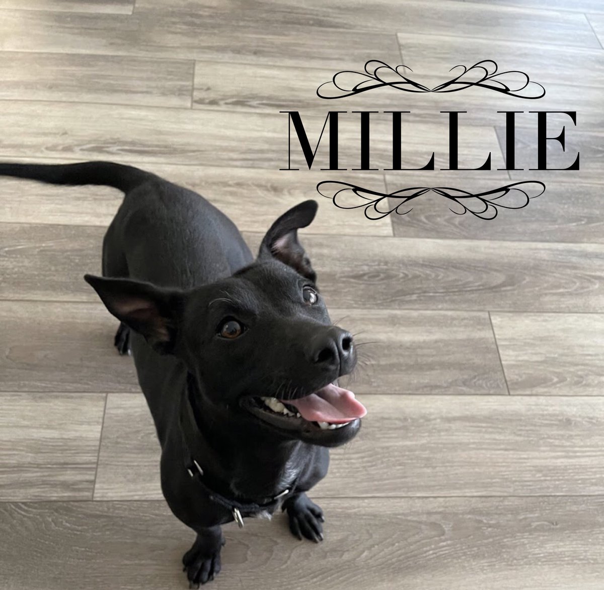 LCALrescue's tweet image. Meet Millie! Millie was a little shy/wary of strangers &amp;amp; leashes when she first came to @LCALrescue , but quickly became a sweet staff favorite. 
Millie needs a patient family willing to lavish her w love &amp;amp; hugs.
Are you her new BFF?
#AdoptDontShop #dogs
Lastchanceatlife.org