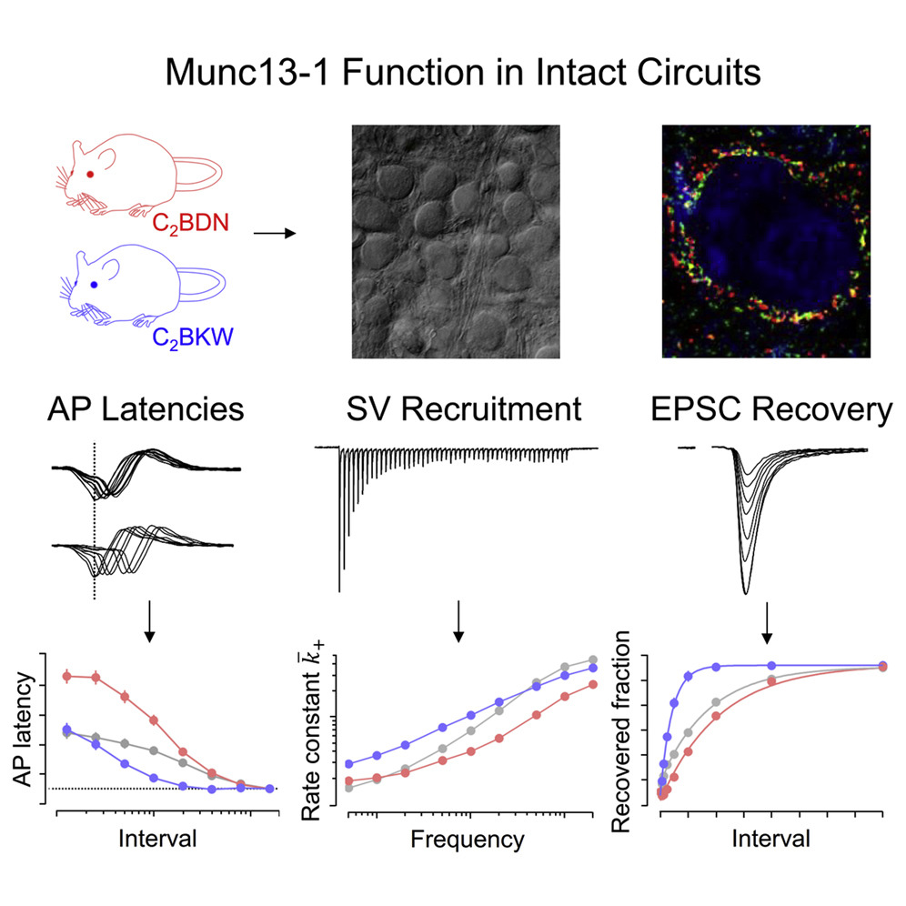 Our study is out in <a href="/NeuroCellPress/">Neuron</a>! We show that the synaptic vesicle priming protein Munc13-1 acts as a Ca2+-phospholipid sensor shaping short-term plasticity and supporting sustained neurotransmission. A thread
authors.elsevier.com/sd/article/S08…