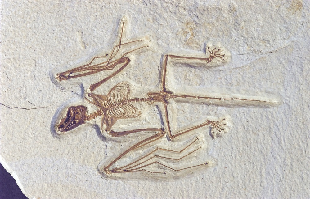Did you know? Bats are more closely related to primates than rodents! The oldest fossils (found in WY) are over 52M years old, and hint that bats evolved from tree-climbing animals who later learned to fly. That’s why the bones of their wing and our hand are so similar! 📷: NPS