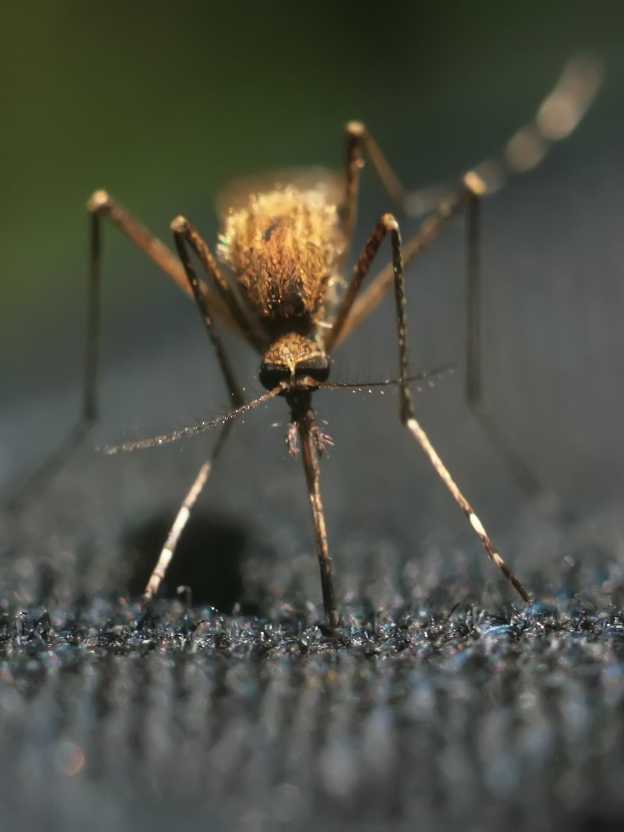 ISNTD (@isntd_press) on Twitter photo Starting now at #ISNTDBites, session 2: hear about breakthroughs in vector surveillance to inform vector- and disease-control policies with Dr Gwen Lee <a href="/umichsph/">Michigan Public Health</a>, @Ayman_Arbovirus Sudanese National Academy of Sciences <a href="/UofKhartoum/">University of Khartoum</a>, <a href="/kenny_IC/">Kenny Malpartida</a> <a href="/DiDi4Africa/">Digital Diagnostics for Africa Network</a> ๐bit.ly/3mgT96Q Starting now at #ISNTDBites, session 2: hear about breakthroughs in vector surveillance to inform vector- and disease-control policies with Dr Gwen Lee <a href="/umichsph/">Michigan Public Health</a>, @Ayman_Arbovirus Sudanese National Academy of Sciences <a href="/UofKhartoum/">University of Khartoum</a>, <a href="/kenny_IC/">Kenny Malpartida</a> <a href="/DiDi4Africa/">Digital Diagnostics for Africa Network</a> ๐bit.ly/3mgT96Q
