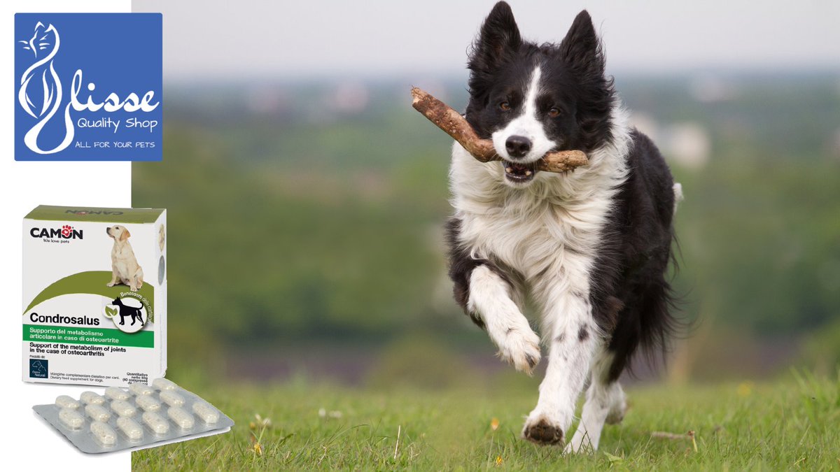 UlisseQualitySh's tweet photo. Condrosalus aiuta il metabolismo articolare del cane, migliorando articolazioni e cartilagini. Scopri di più.
https://t.co/wQ1Erg0R5y
#osteoartrite #cane #cani #articolazioni #cartilagini #ulissequalityshop #camon https://t.co/gixqVk9VRw