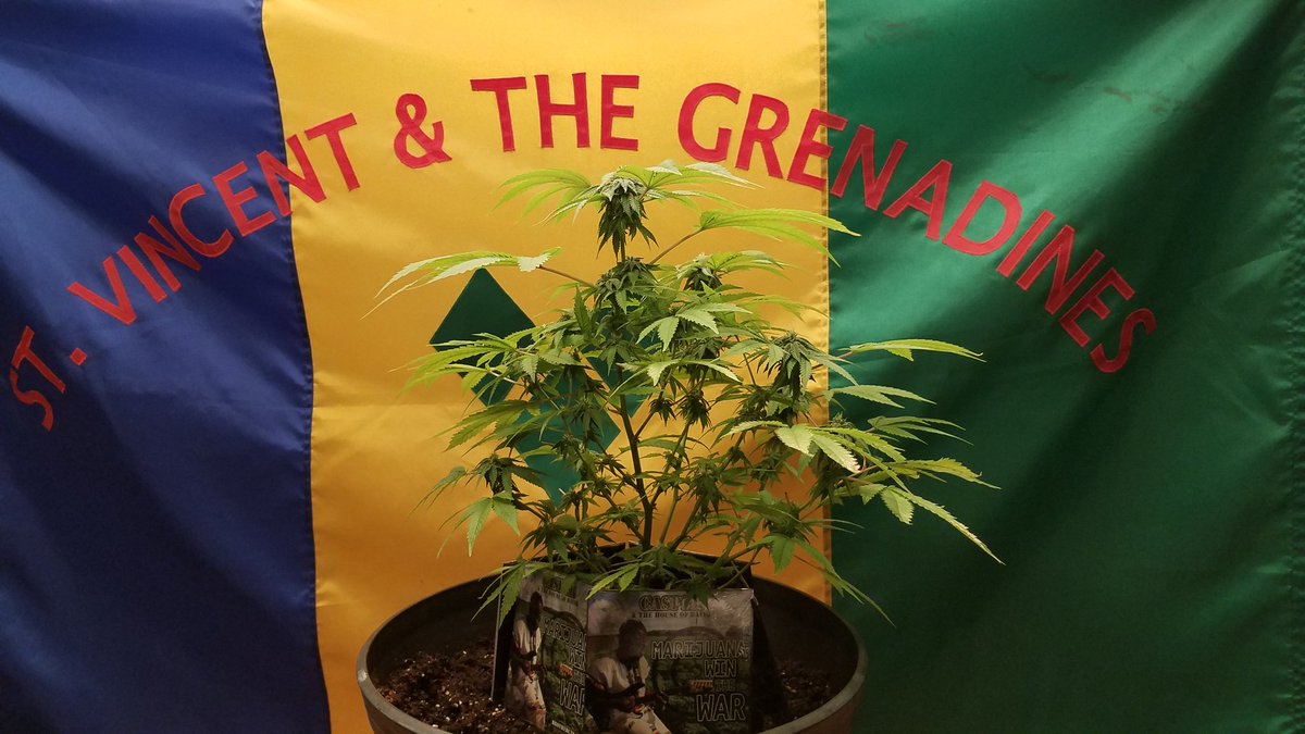 CasperHodMusic's tweet image. #Marijuanawinthewar    #Cannabis #TheHighClass #music #StVincent #UK  #StLucia #playdavidmusic