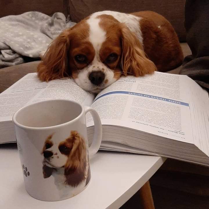 A year ago today I was working on my first assignment on my access course. Today I am working on my first assignment of my degree. Time flies when you're heading in the right direction! 🐶📚👩‍🎓#socialworkstudent #firstyear #plymuni #cavalierkingcharlesspaniel