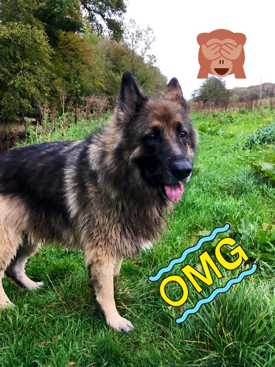 Agnieszka, Heidi, Benji &Maya💙🇺🇦💛 tweet media