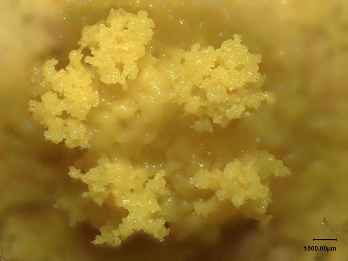 symbiodeme's tweet photo. I sent my slime mould to a climbing course😅😂 now it learned to grow many fingers to take a grip #blob #leblob #slimemold #Physarum #smartcell https://t.co/N2QY4KYTfR