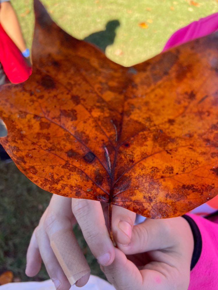 ms_burkhardt_'s tweet photo. My extended learning crew went on an adventure today! We found the best leaves for our activity. #GoRMSRams 1/4 https://t.co/RbRLumM28Q