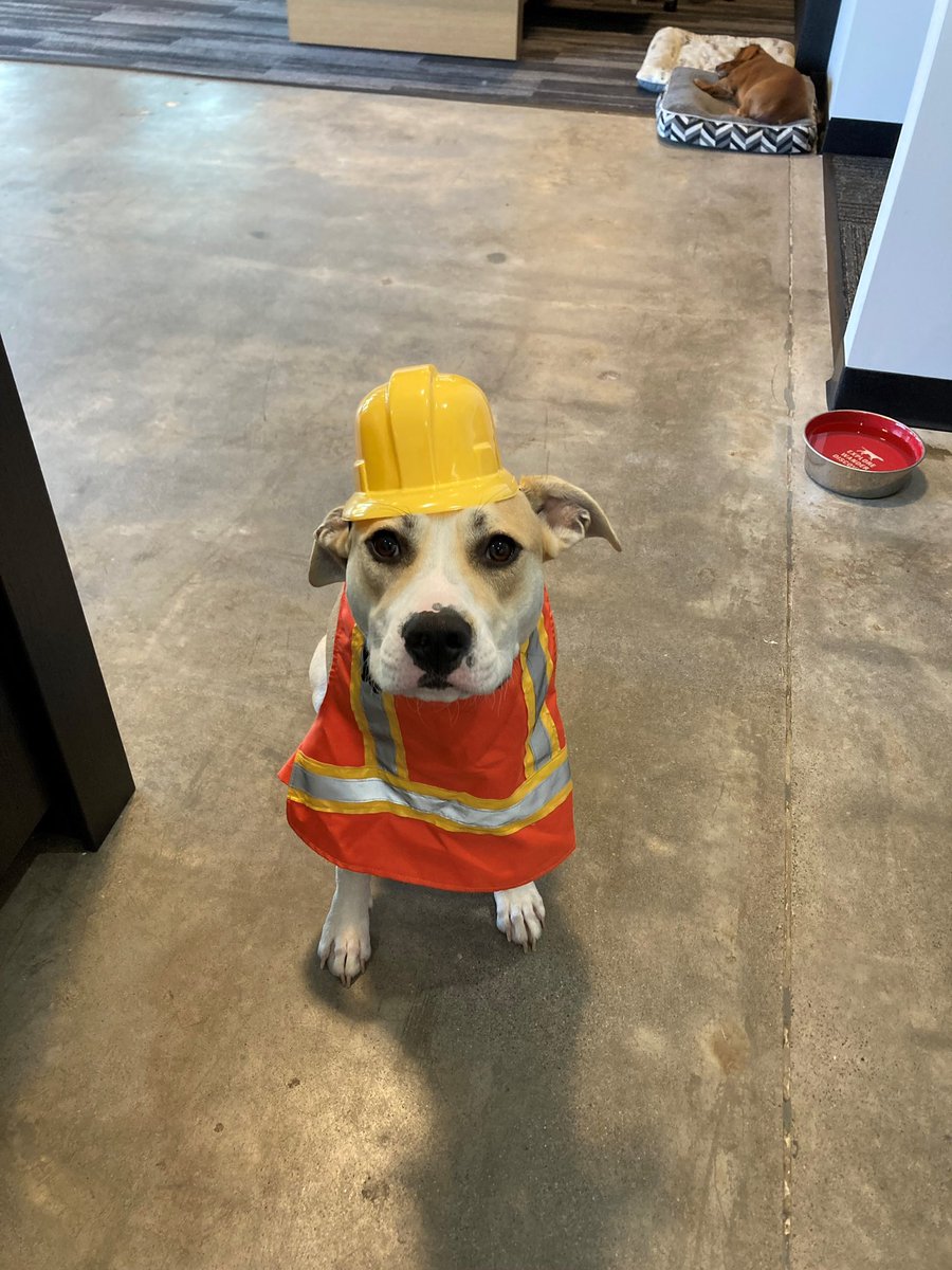 Timco_Const's tweet image. Rudy and Marlo are ready for Halloween!  And maybe to start helping out in the field... If anyone needs a doggy handyman, let us know!
