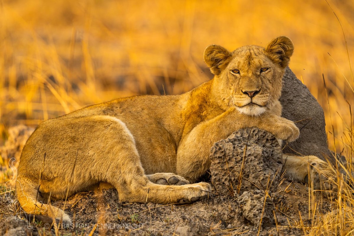 LionRecovery's tweet photo. The LRF is proud to invest in a range of projects designed to tackle bushmeat poaching and disrupt the trade in bushmeat in the Kafue system including, @PantheraCats, Musekese Conservation, @GameRangersInt, and @WildlifeCrimePr.

📷Sebastian Kennerknecht https://t.co/kuiqsQQjWz