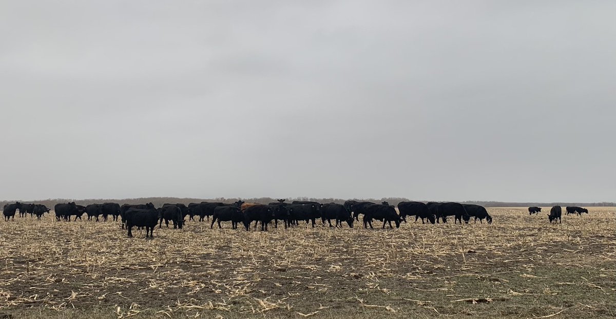 caryhamel's tweet photo. Cattle prepping an @NCC_CNC prairie restoration site in advance of spring planting
✅ locally-sourced seed
✅ local jobs
✅ carbon sequestration 
✅ endangered species recovery
✅ increased pasture 
✅ climate change adaptation
#restoration #biodiversity #ag https://t.co/VvrvOi578d
