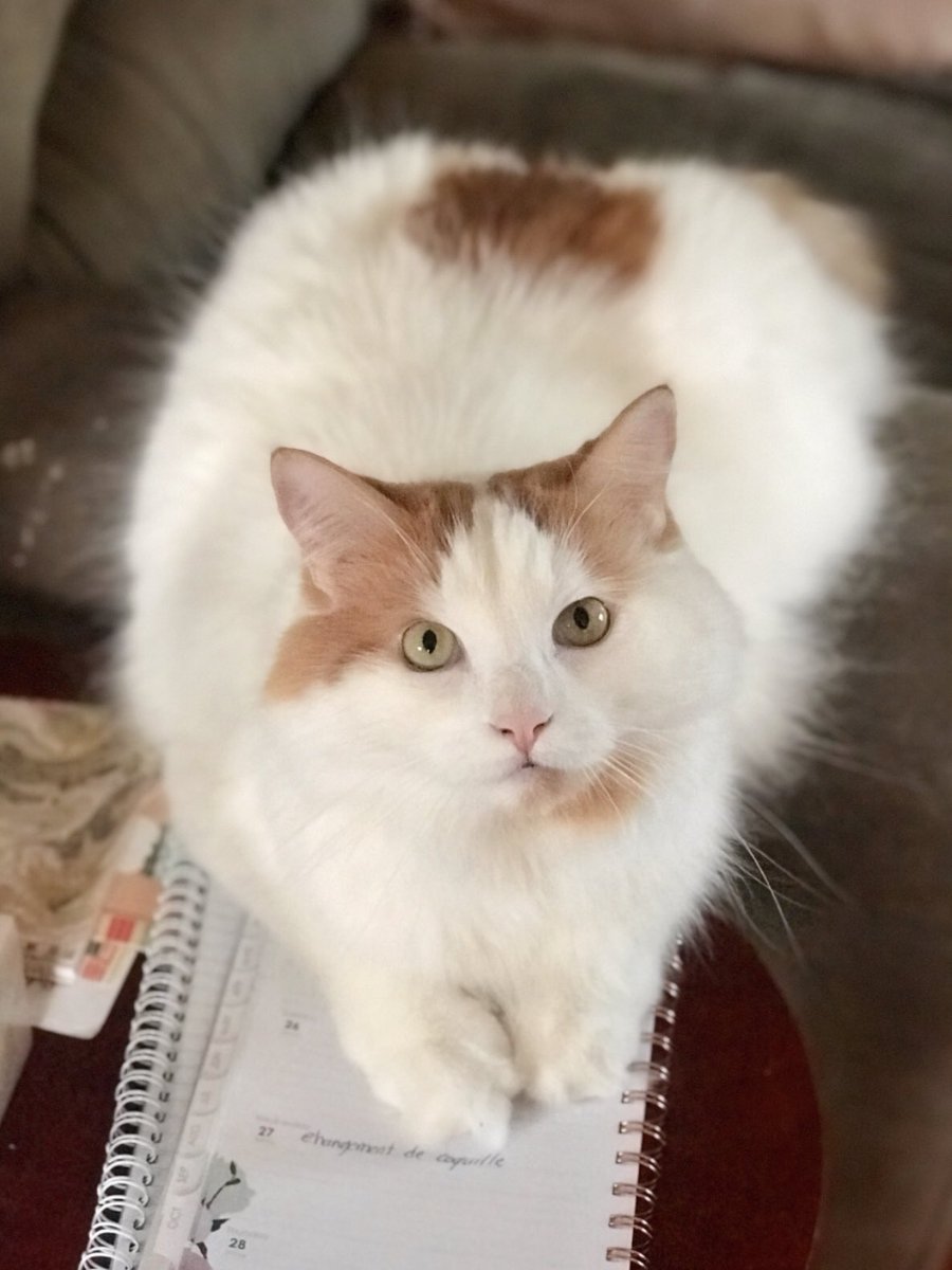 ValerieF1994's tweet image. 🧡🤍🧡🤍 #photography #chat #filou #jelaimetellement