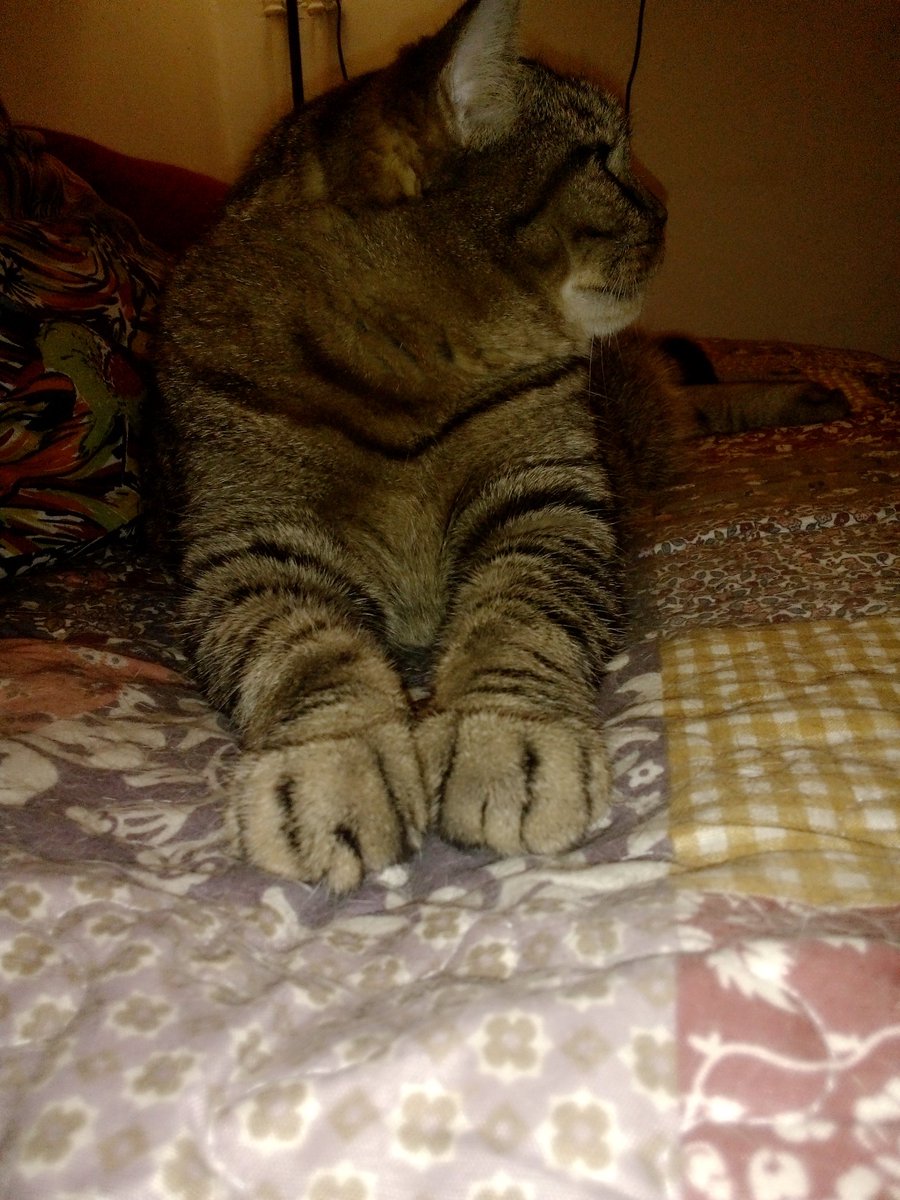KatersWelt's tweet photo. 👀😨👀🐾🐾🐾👀 @SunshineMissi  ist sauer auf mich.....  😓 #CatsOfTwitter  #KatzenEheStreit 🤷🙆🤫🤫😹❤️ https://t.co/mCVhBO2UAW