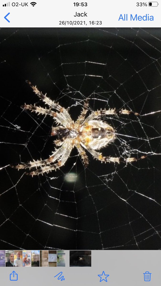 LynCruickshank's tweet photo. #autumnwatch ⁦⁦@BBCSpringwatch⁩ this beautiful spider has built a stunning web on our patio. At least an inch long. Is it a female? Calling her Daisy. https://t.co/IN4zNu25g3