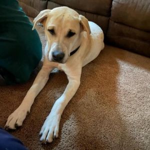 This is Thor* puppy. He is a Labrador Retriever from New Hope Rescue Inc.. Adopt me: https://t.co/W7WA1stnCp https://t.co/VetmgpU1x6