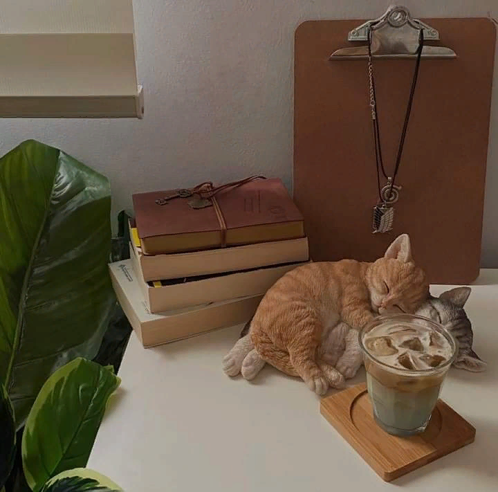 kimburick's tweet photo. şunların uyuma şekline bakın.. aşırı güzeller https://t.co/ULuSLqvhr1