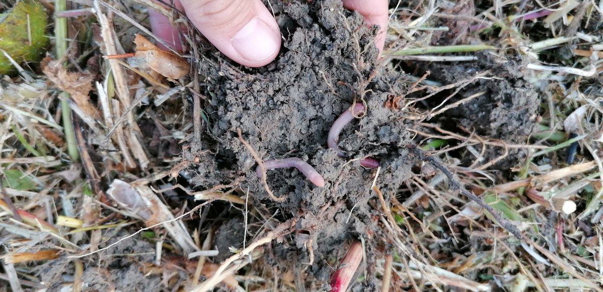 #SoilHealth, #regenerativeagriculture, #bodenleben, #Soybean  soy harvest done