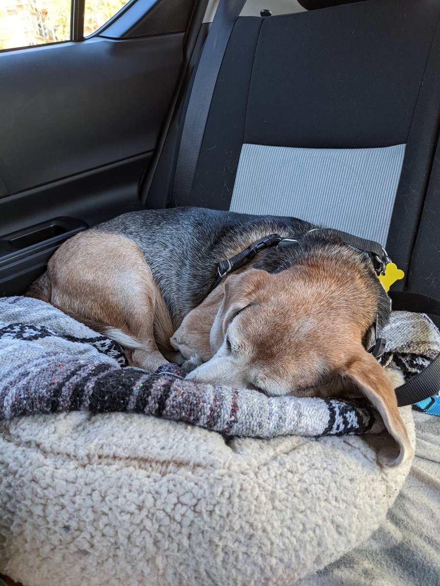 BFPBaxter's tweet photo. Beagles are the sweetest of all dogs. That's why they are used most often in research facilities. Baxter's sister Tashi was injured by another dog this morning and Bax just had to go with us to vet.
Please join us in ending animal testing by supporting @beaglefreedom https://t.co/iWNMAq2Qx7