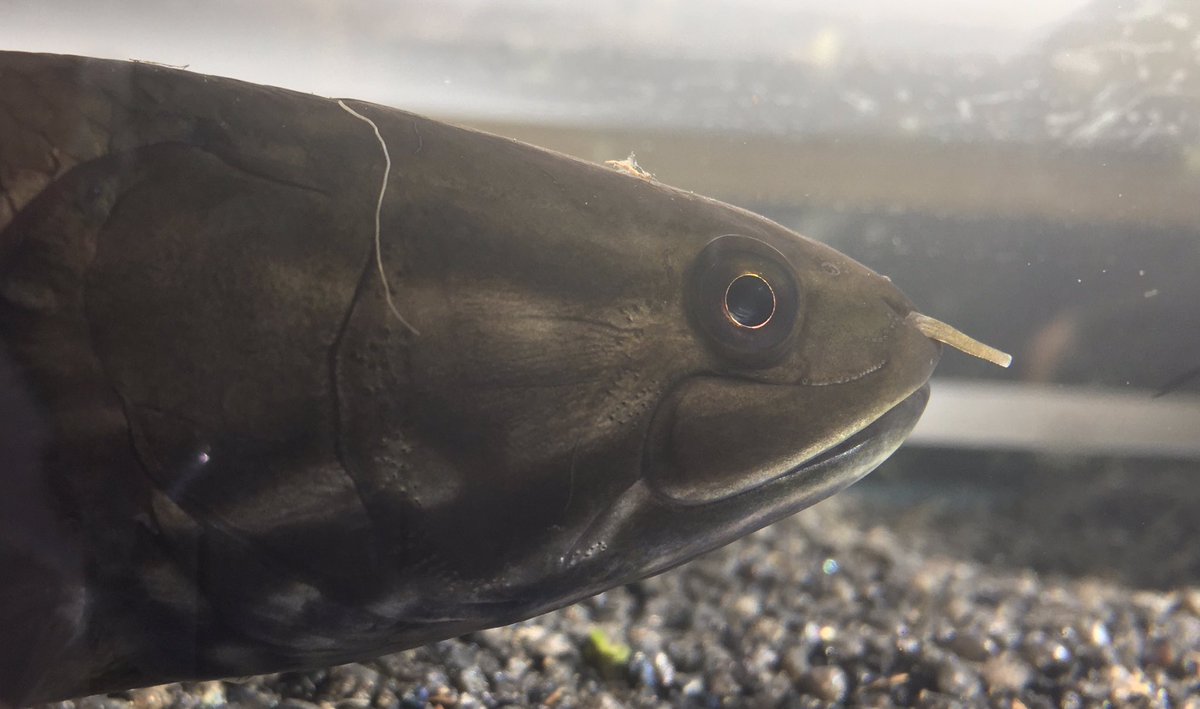 TheGarLab's tweet image. Simple. Majestic. Bowfin. Check out those nasal tubes 👀. These help Bowfin find prey in muddy and dark waters. #Bowfin #GarLab
