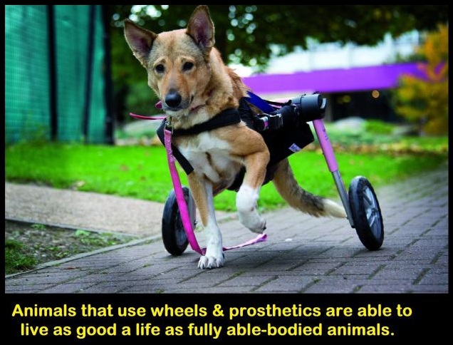 Protect_Wldlife's tweet photo. Please Donate &amp; RT: If we reach our initial target 
@AvivaUK employees will also donate a pledge.

Please help @MiriMission open the FIRST Centre in the UK for Disabled Animals by donating ANY amount, large or small, at  https://t.co/WI30whPB5D

ALL animals DESERVE a 2nd chance. https://t.co/Ne3YooPonj