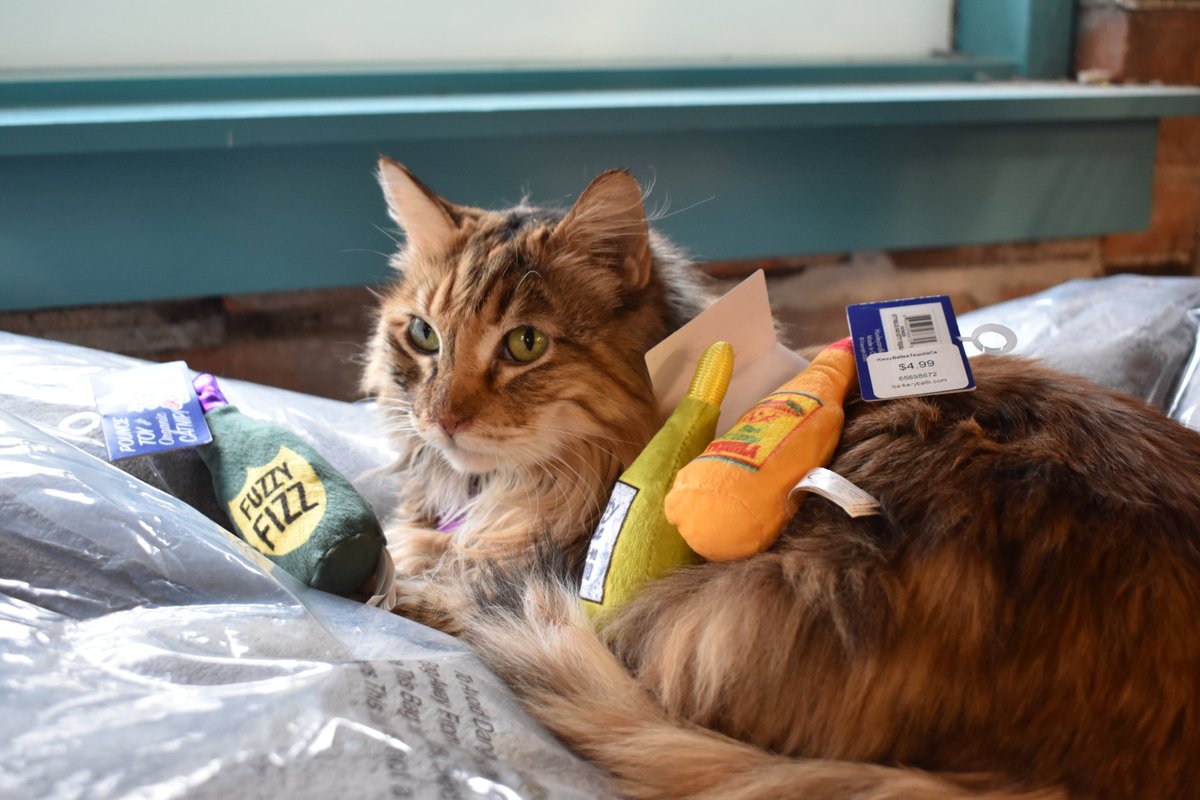 KC's Snarkiest Cat (@SnarkyStoreCat) / Posts / X
