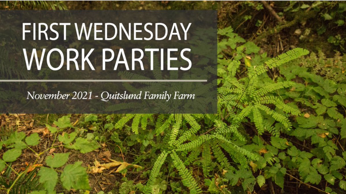 Join us for the First Wednesday Work Party on November 3rd at Quitslund Family Farm from 9 - 11 am to help remove invasive Himalayan Blackberry!

For more info and to RSVP please visit: bit.ly/3Bi700E

📷: Paul Brians