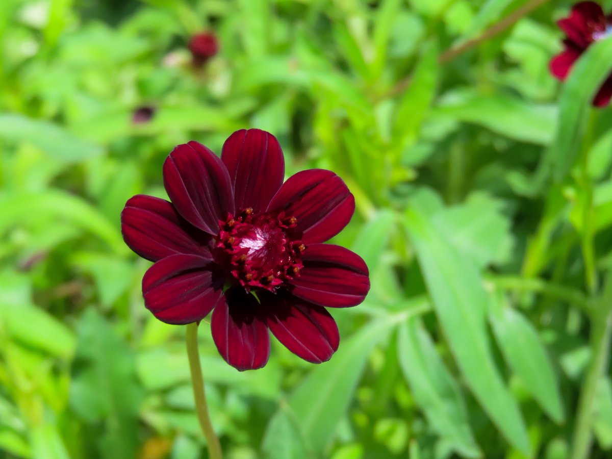 Tweets With Replies By 木下さや Saya Serenade Twitter