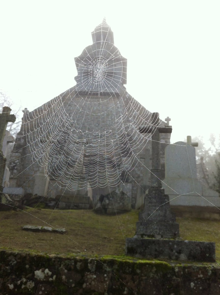 Cimetière, près de son édifice religieux. 
Le Tiercent, dans le Coglais, au nord de Rennes, Ille-et-Vilaine, Bretagne, France. 
#Spider #Web via <a href="/SKL/">SKL .D Sgn °–\– .D Sgn @SKL |🇫🇷 |🇪🇺 |🇺🇸</a> 
🪦🕷️🕸️ 👻💀🎃