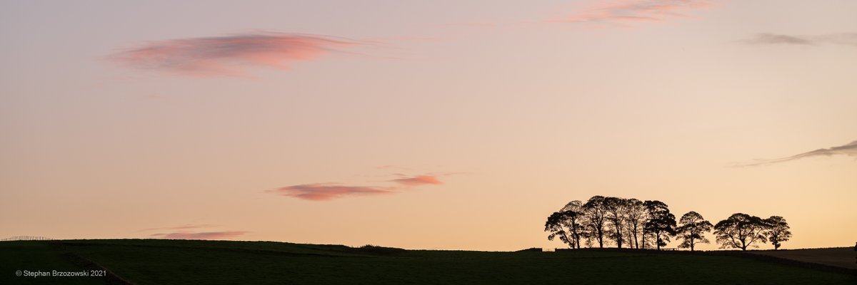 stephanbrz's tweet image. Copse, Scales Moor at dusk (wide) #EastFellside #EdenValley #Cumbria