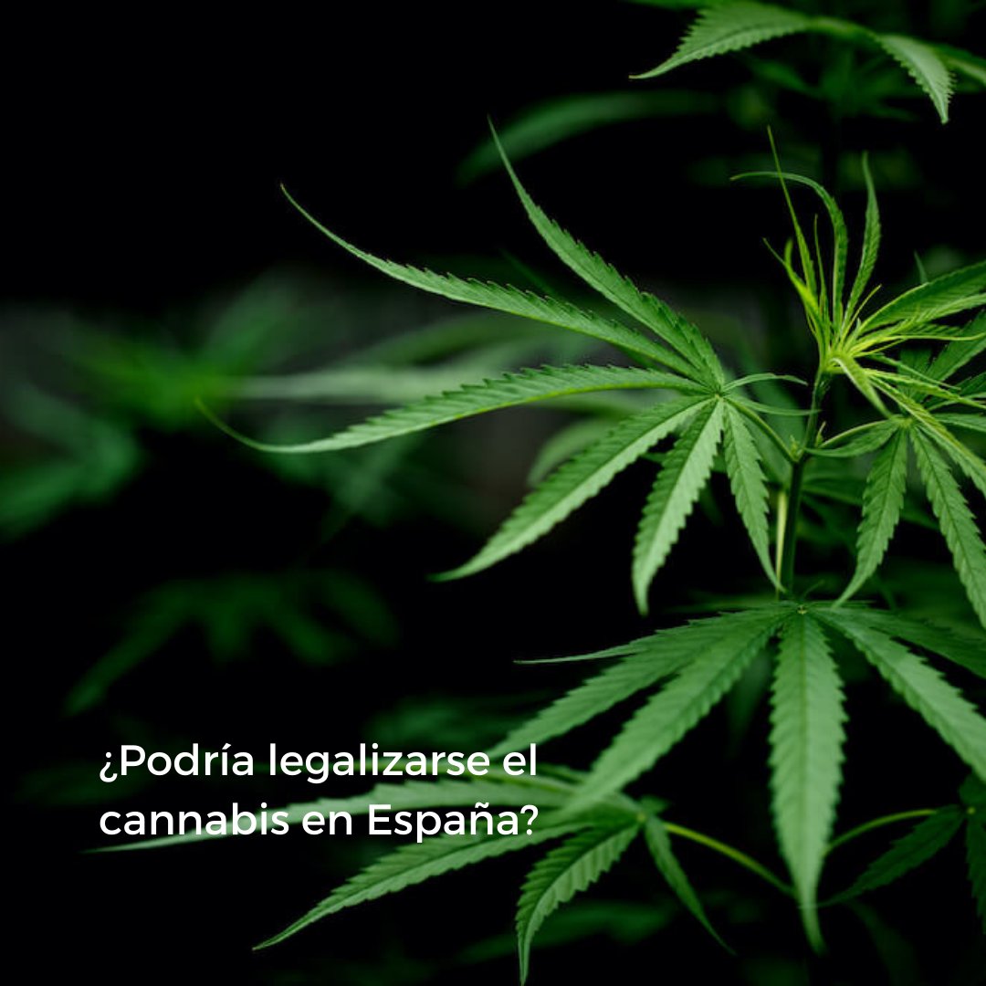 StopContrabando's tweet photo. Este mes se han presentado dos proposiciones de ley que no solo afectaría al #cannabismedicinal sino a la #legalización completa del mismo.

https://t.co/wCfako2vvw https://t.co/fysrJVeRH9