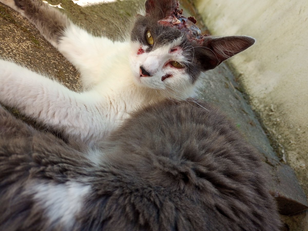 tATIAna_ddlt's tweet photo. Bueno no sé si me vayan a dar mucha bola acá pero estoy haciendo una rifa para poder llevar al veterinario a Ángela está así hace más de una semana y cada vez se encuentra peor. Es la gata de unos vecinos pero como no hacen nada por ella decidí hacer esto para poder llevarla yo https://t.co/vfozocLCWz