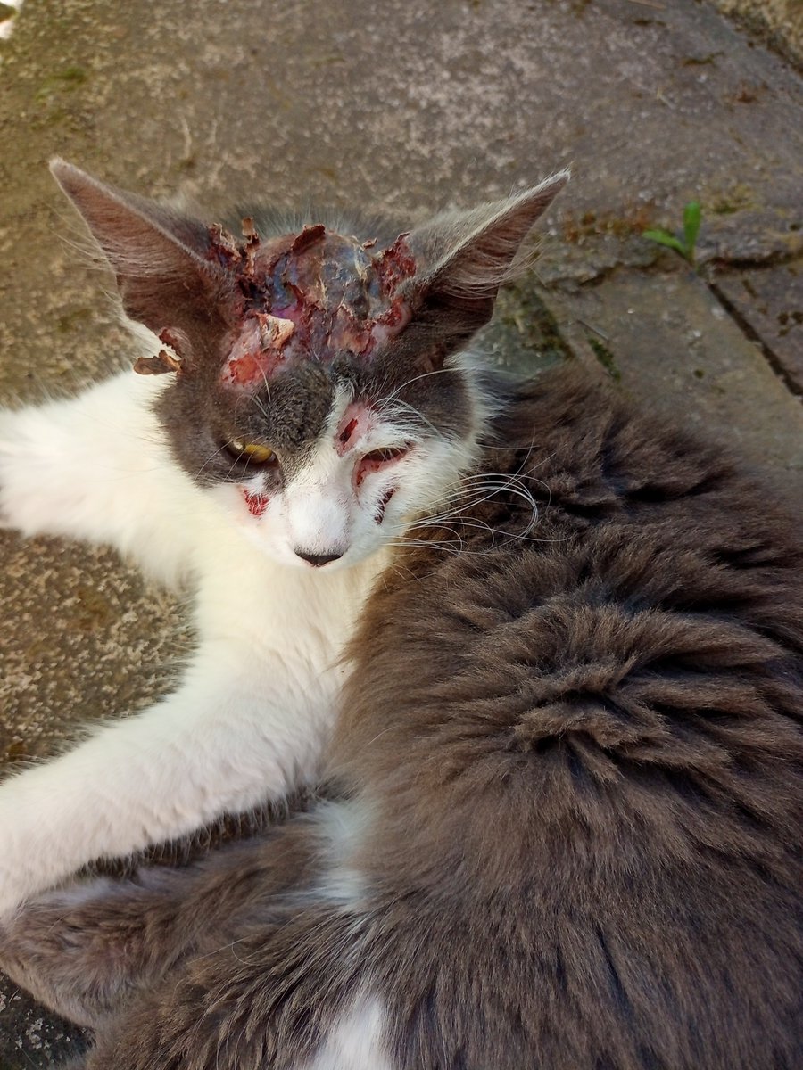 tATIAna_ddlt's tweet photo. Bueno no sé si me vayan a dar mucha bola acá pero estoy haciendo una rifa para poder llevar al veterinario a Ángela está así hace más de una semana y cada vez se encuentra peor. Es la gata de unos vecinos pero como no hacen nada por ella decidí hacer esto para poder llevarla yo https://t.co/vfozocLCWz
