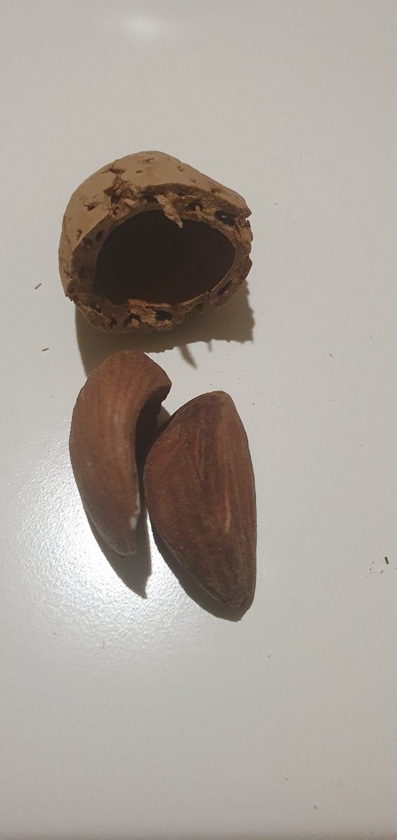 economista74's tweet photo. Vamos a ver es la primera vez en la vida que abro una almendra ¿las almendras son como los huevos y tienen dos yemas? Que clase de brujería es esta @estetalivan 
¿Esto es buena suerte o algo? ¿Tengo que jugar a la lotería?
#cityboyproblems https://t.co/ekYMnZjLDd