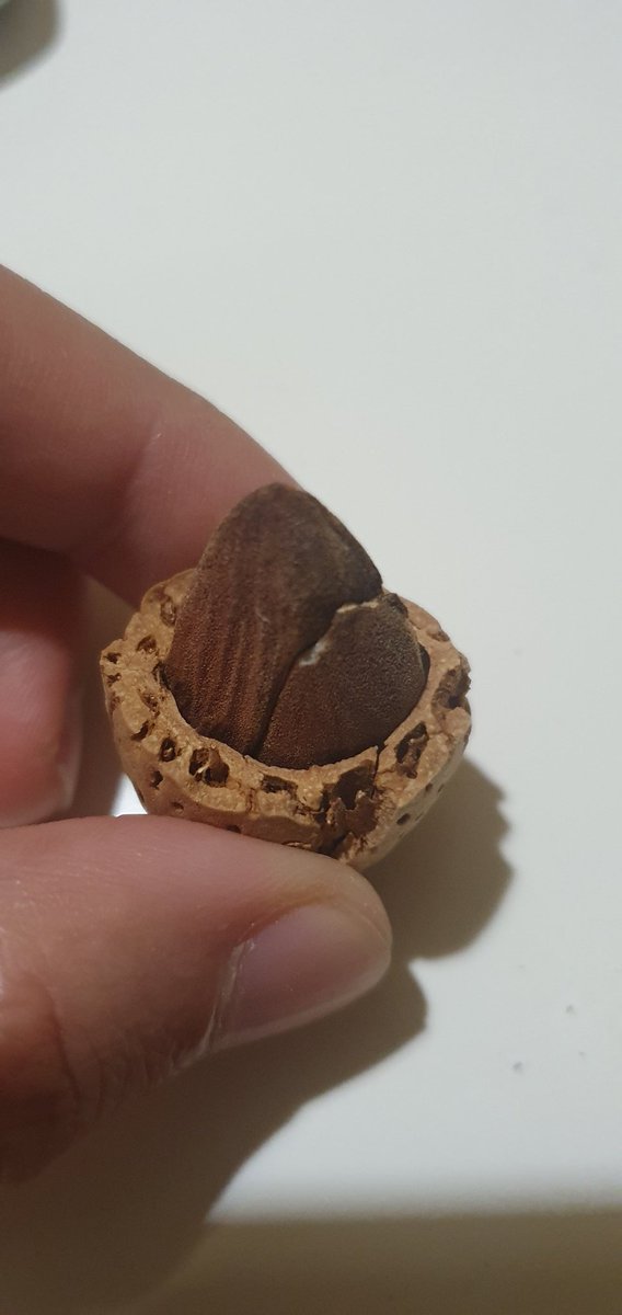 economista74's tweet photo. Vamos a ver es la primera vez en la vida que abro una almendra ¿las almendras son como los huevos y tienen dos yemas? Que clase de brujería es esta @estetalivan 
¿Esto es buena suerte o algo? ¿Tengo que jugar a la lotería?
#cityboyproblems https://t.co/ekYMnZjLDd