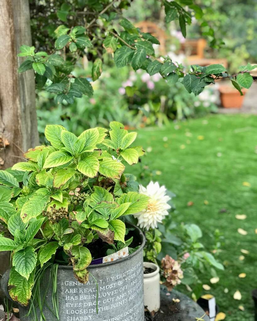 HomeattheHeart1's tweet photo. 💚 G A R D E N  G R E E N S 💚

Blousy dahlias, hydrangea heads, and shocking pink cosmos putting on a late flurry. All is definitely good in the garden!
💚
.
.
.
#homeattheheart #gardengreens #embracingtheseasons #howdoesyourgardengrow #englishcountrygarden #dahliaseason #hydr… https://t.co/YPowFDTjT1