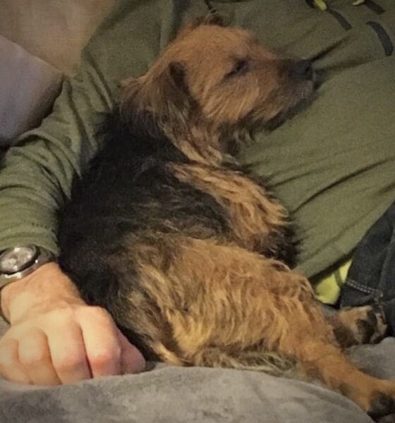 We don't know where you are Flossie but we've tried so hard to find you and never stop thinking of you. Thanks to all who continue to look and pray for Flossie. And to those who know where she is, please, have a heart, let her come home. Nick &amp; Gill #FlossieComeHome <a href="/FindFlossie/">Flossie Come Home</a>