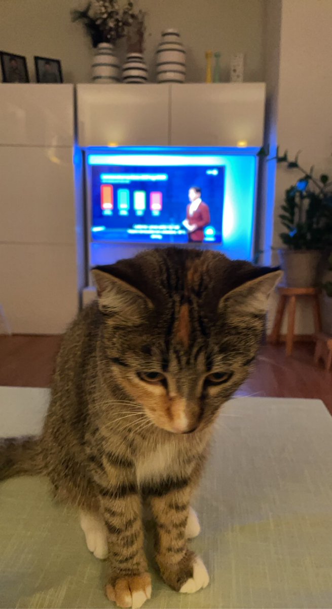 Byraakraten's tweet photo. Katten og #debatten om leiarløner i #offsek https://t.co/EuUaQDyTqU