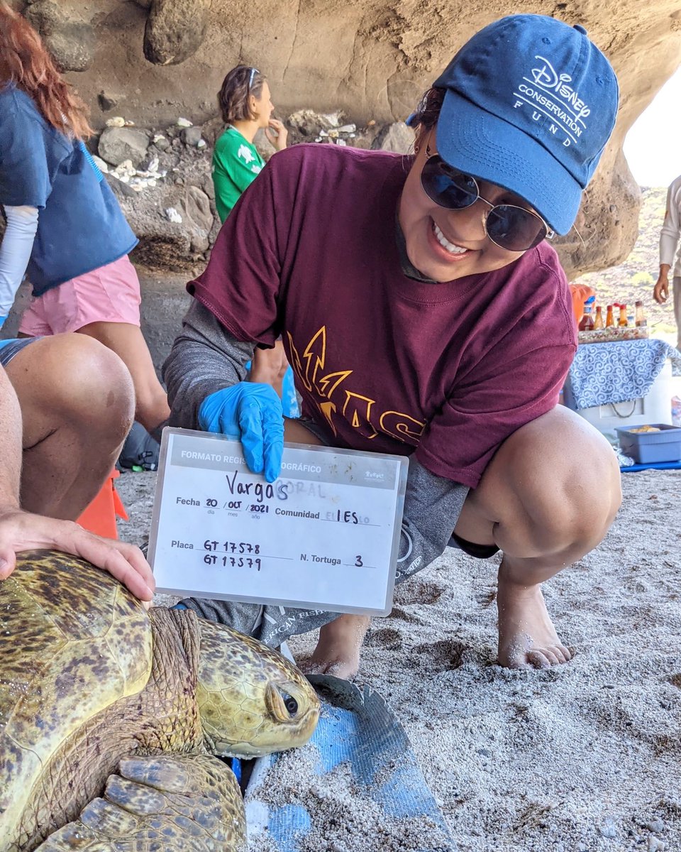 cindyvargas24's tweet image. It was super fun and exciting to do field work for the first time! I got to hold, tag, measure, and release my very first sea turtle. So thankful for this opportunity and to those who helped me get here! @ASU @NSF @asuSOLS @jesseSenko @ASUResearch