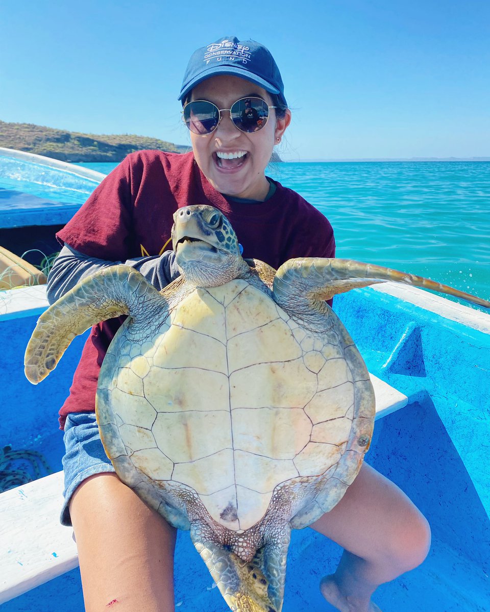 cindyvargas24's tweet image. It was super fun and exciting to do field work for the first time! I got to hold, tag, measure, and release my very first sea turtle. So thankful for this opportunity and to those who helped me get here! @ASU @NSF @asuSOLS @jesseSenko @ASUResearch