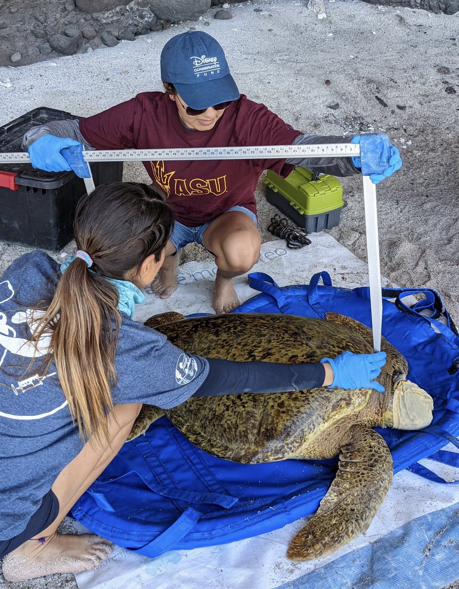 cindyvargas24's tweet image. It was super fun and exciting to do field work for the first time! I got to hold, tag, measure, and release my very first sea turtle. So thankful for this opportunity and to those who helped me get here! @ASU @NSF @asuSOLS @jesseSenko @ASUResearch