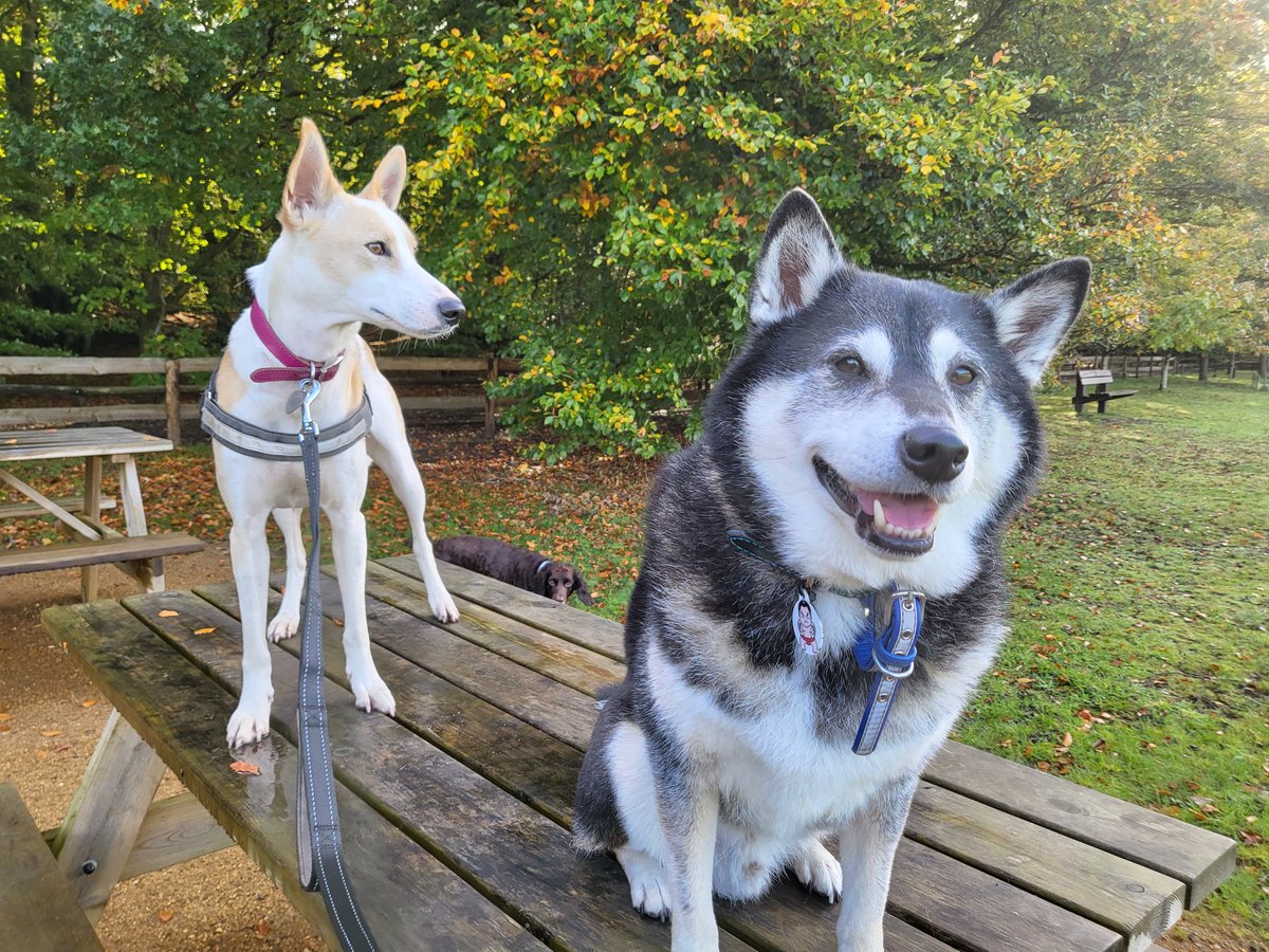 Basil's Doggie Daycare (BasilDoggie) Twitter