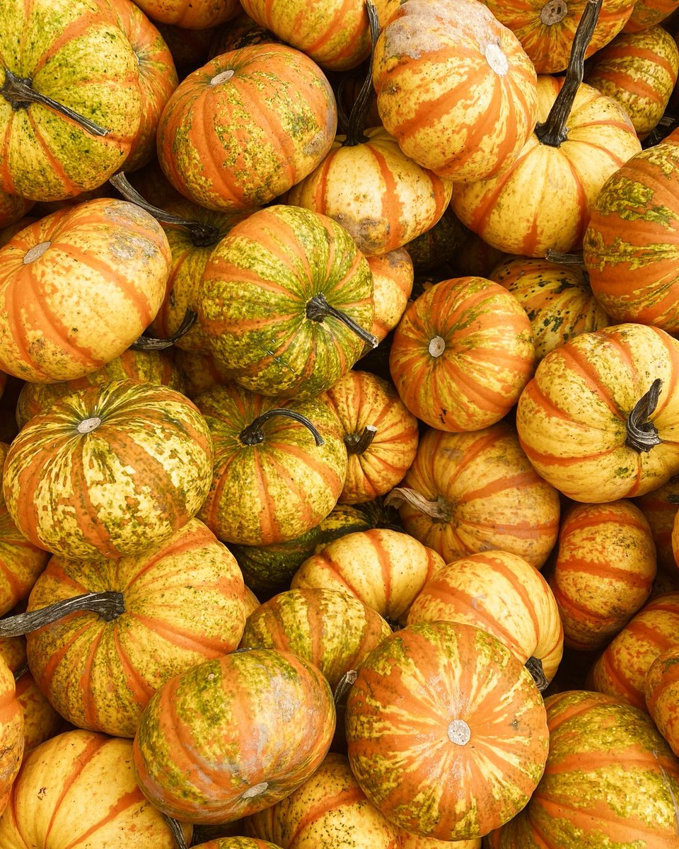 Our aesthetic all of October 🧡 💛 #NationalPumpkinDay