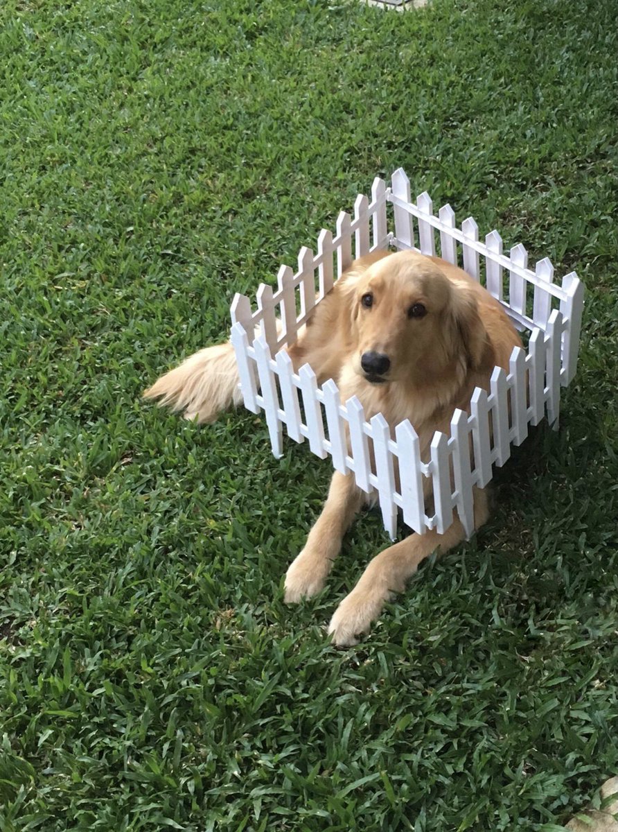 WeRateDogs tweet media