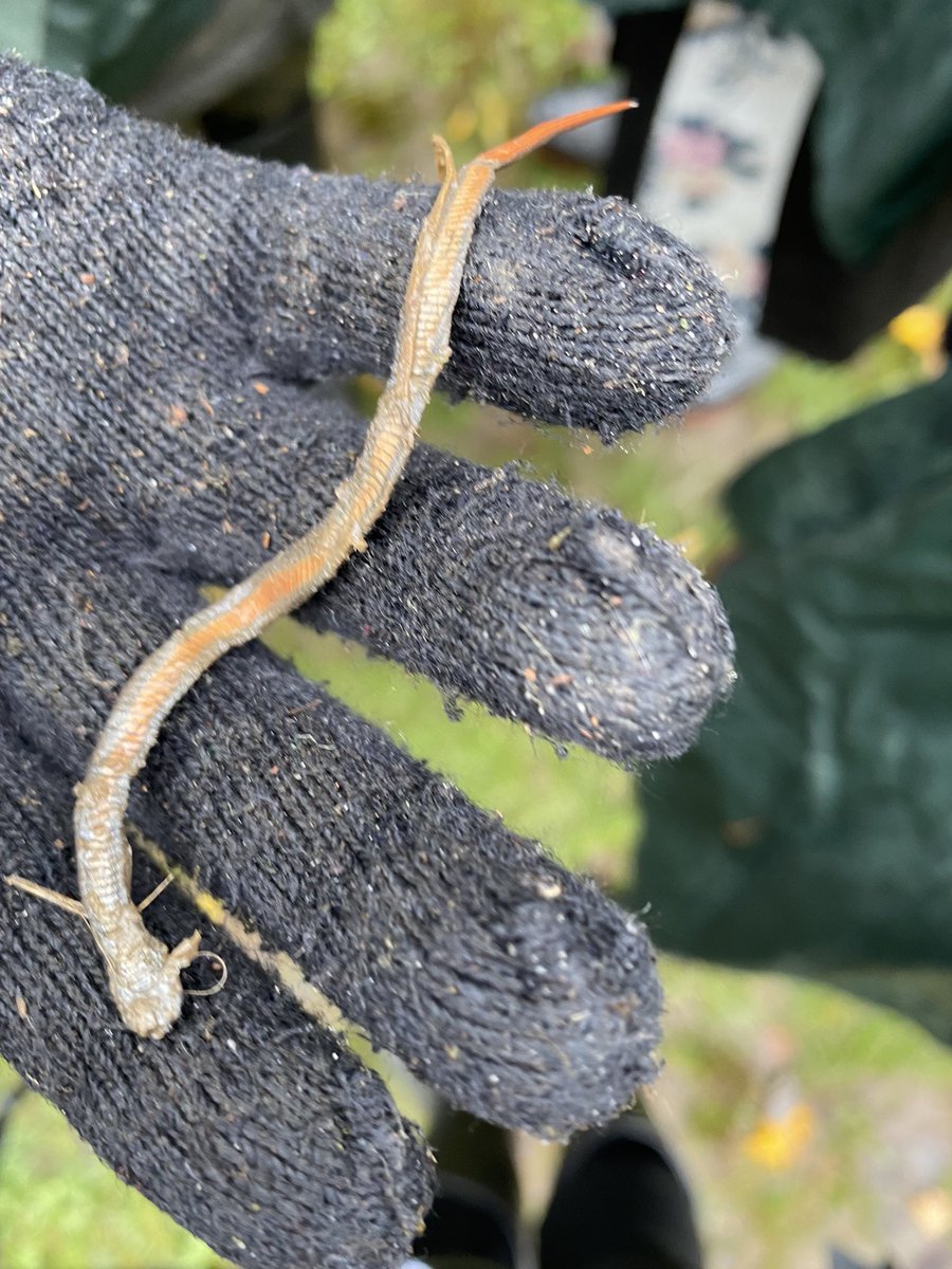 HillsideOE's tweet photo. So much #outdorlearning and discovery happening with @frwatershed friends of the Rouge! @TOES_TDSB @LC3_TDSB @EastviewTDSB grade fives https://t.co/TaReWIgk4Y