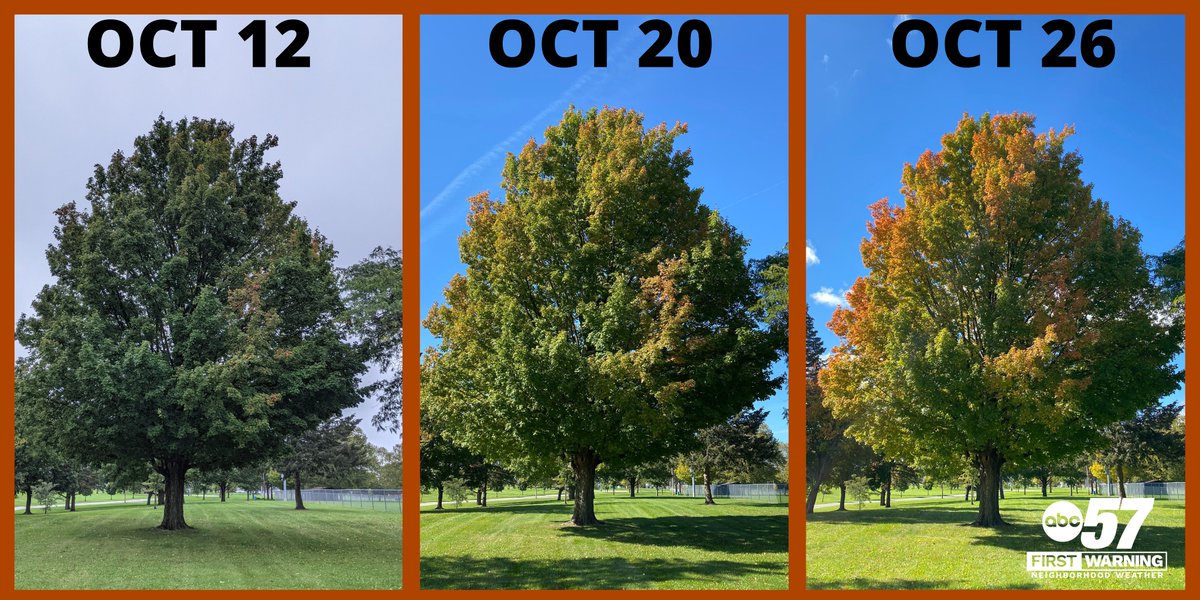 Tom Coomes tweet media