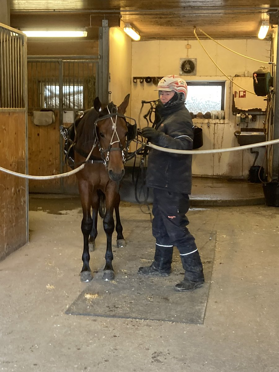 maskarsholt's tweet photo. Var vel ikke en kjeft som tok seg bryet men: Mester Høitomt kunne telle 5300 seiere etter seieren med Faramineux ikveld 👑 Han er å finne på Jarlsberg mellom 6 og 7 imorgen tidlig, et fåtall andre «catchdrivere» som er det vel?😃 #llv75 #norskrikstoto https://t.co/akKMtuRmmX