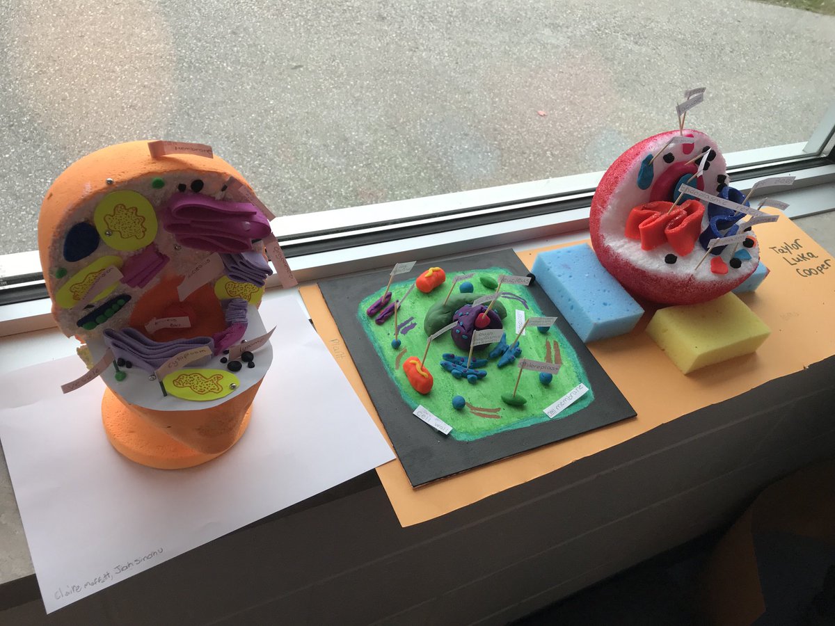 OurLourdes's tweet photo. Mr. Chiras’ class has been learning about plant and animal cells and came up with some incredible models!  Great work boys and girls. https://t.co/kSDOJtMBnE