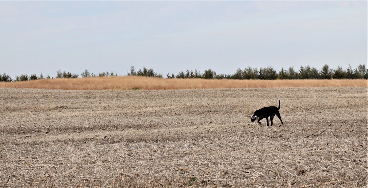sdgoed's tweet photo. We are so proud to have been a partner with @southdakota and @SDGameFishParks on this year's annual pheasant hunt! 🙌A great time was had by all who attended. We can't wait for next year's event! ❤️ #sdgoed #sdopenforbusiness #hifromsd #pheasanthunting https://t.co/nrNnF7TQfa