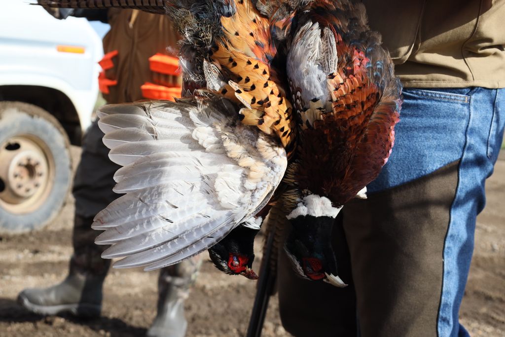 sdgoed's tweet photo. We are so proud to have been a partner with @southdakota and @SDGameFishParks on this year's annual pheasant hunt! 🙌A great time was had by all who attended. We can't wait for next year's event! ❤️ #sdgoed #sdopenforbusiness #hifromsd #pheasanthunting https://t.co/nrNnF7TQfa