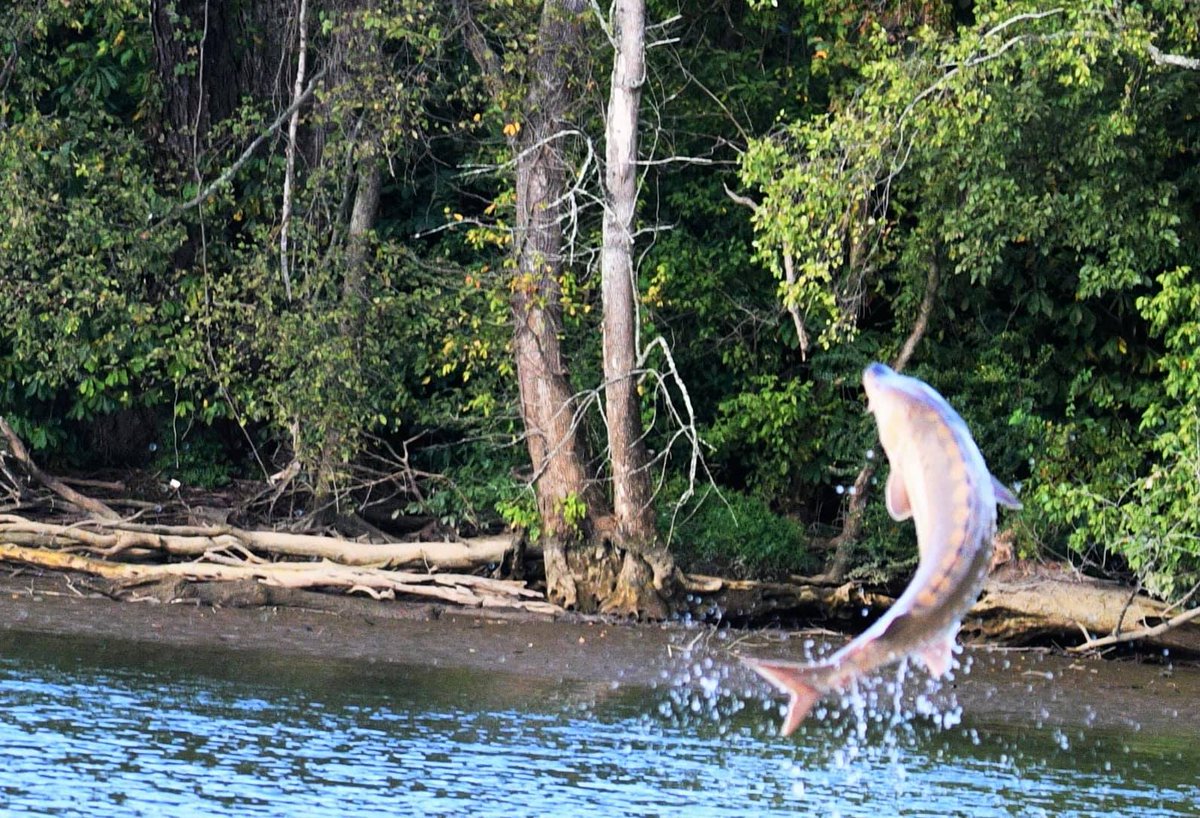 VCURiceRivers's tweet photo. If you have never seen a sturgeon breach, Dawn Virginia Shilling's photo is the next best thing.  She captured this image on a recent trip along the James River. #JamesRiver  #Sturgeon https://t.co/IIbJjh3uh8
