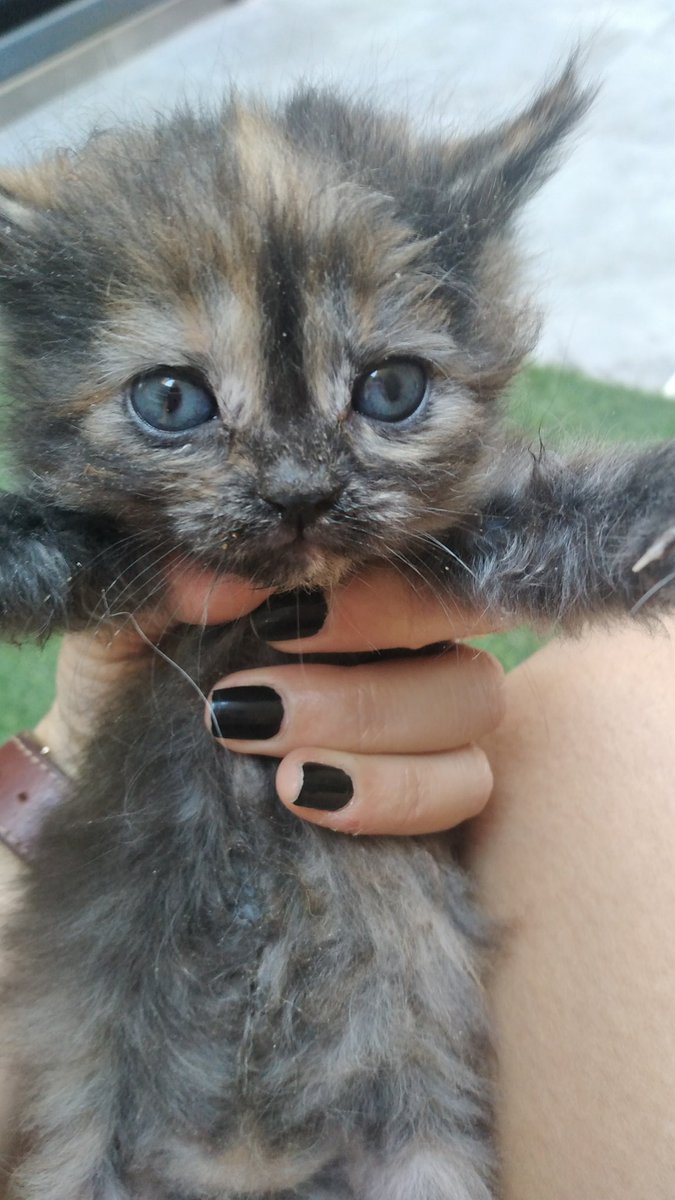 emimarasco's tweet photo. -Hola!! Quiero adoptar una gatita. Me pasas foto?
*les mando*
*dejan de responder*
ESTA GATITA BUSCA HOGAR y la discriminan 💔 Si me ayudan con un RT, les agradeceríamos 😻 https://t.co/FicKwKKKZr