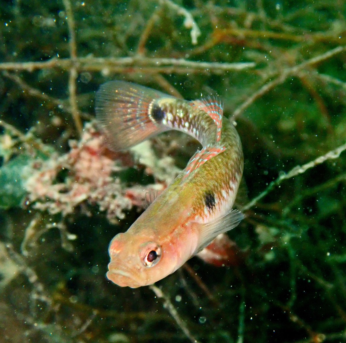 libbykeatley's tweet photo. Two-spotted goby 

#TwitterNatureCommunity #seasearch #mcs_uk #ulsterwildlife https://t.co/IKha9LaaM1